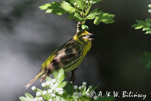 kulczyk, Serinus serinus, Serinus canaria
