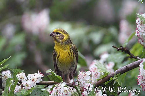 kulczyk, Serinus serinus, Serinus canaria