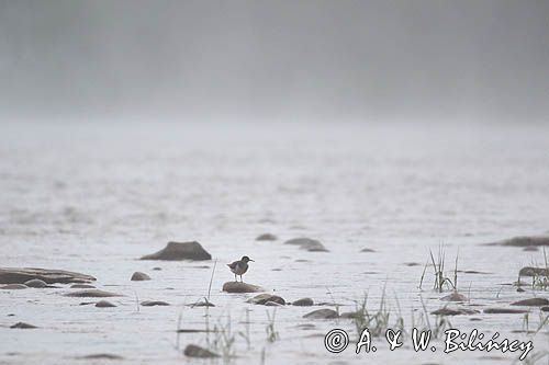 Brodziec piskliwy, brodziec krzykliwy, kuliczek piskliwy, piskliwiec, Actitis hypoleucos