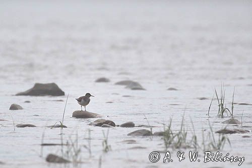 Brodziec piskliwy, brodziec krzykliwy, kuliczek piskliwy, piskliwiec, Actitis hypoleucos