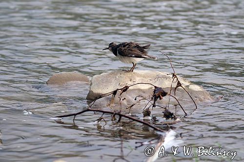 Brodziec piskliwy, brodziec krzykliwy, kuliczek piskliwy, piskliwiec, Actitis hypoleucos