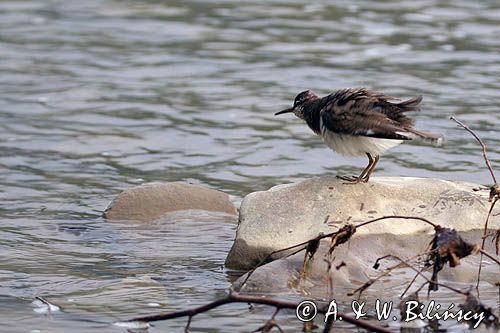 Brodziec piskliwy, brodziec krzykliwy, kuliczek piskliwy, piskliwiec, Actitis hypoleucos