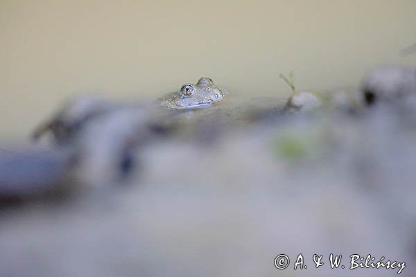 Kumak górski, Bombina variegata