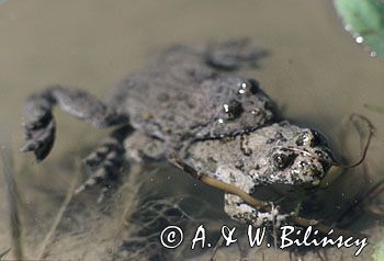 kumak górski amplexus ampleksus