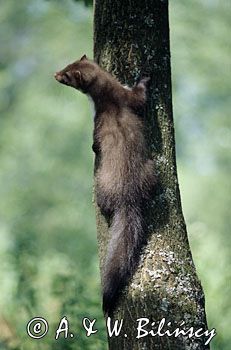 kuna domowa Martes foina) wspinająca się na drzewo