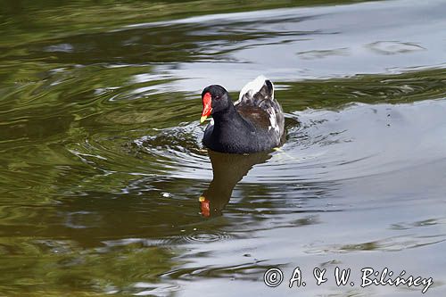 Kokoszka zwyczajna, kokoszka, kokoszka wodna, kurka wodna, Gallinula chloropus