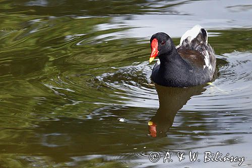 Kokoszka zwyczajna, kokoszka, kokoszka wodna, kurka wodna, Gallinula chloropus