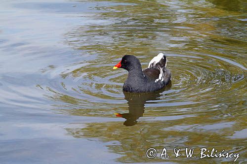 Kokoszka zwyczajna, kokoszka, kokoszka wodna, kurka wodna, Gallinula chloropus