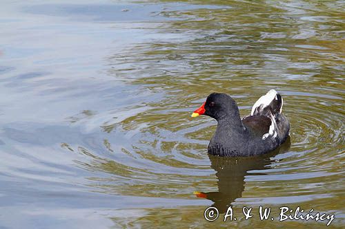 Kokoszka zwyczajna, kokoszka, kokoszka wodna, kurka wodna, Gallinula chloropus