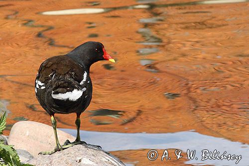 Kokoszka zwyczajna, kokoszka, kokoszka wodna, kurka wodna, Gallinula chloropus