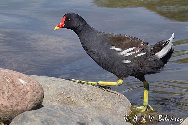 Kokoszka zwyczajna, kokoszka, kokoszka wodna, kurka wodna, Gallinula chloropus