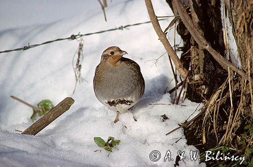 Kuropatwa Perdix perdix)