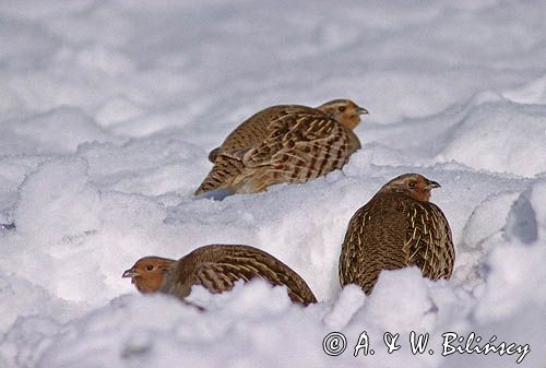 Kuropatwy w śniegu, Perdix perdix