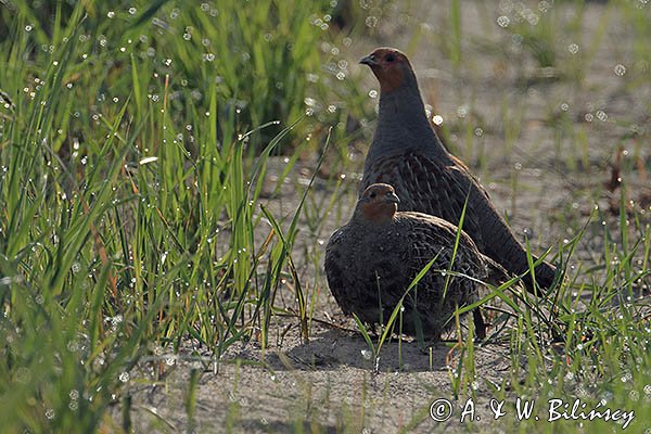 Kuropatwy na polu, Perdix perdix