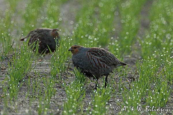 Kuropatwa na polu, Perdix perdix