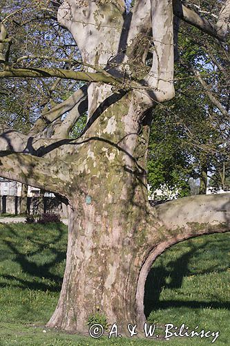 Platan klonolistny Platanus x hispanica