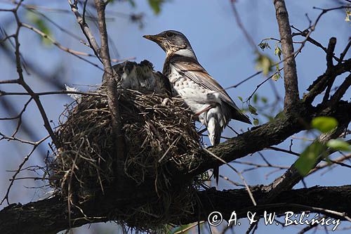 Kwiczoł Turdus pilaris) przy gnieździe