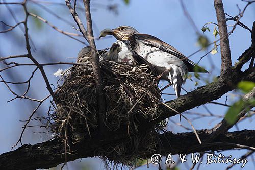 Kwiczoł Turdus pilaris) przy gnieździe
