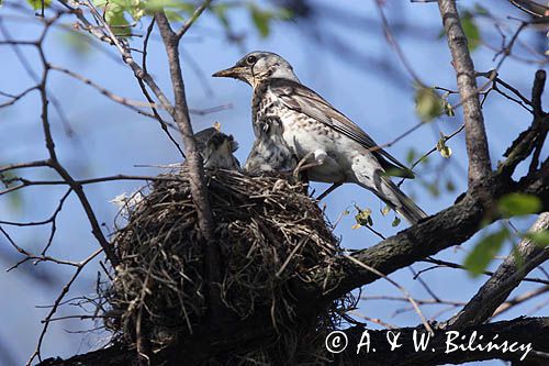 Kwiczoł Turdus pilaris) przy gnieździe