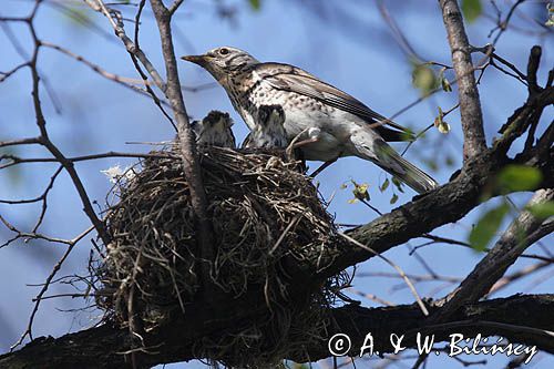 Kwiczoł Turdus pilaris) przy gnieździe