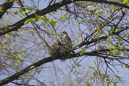 Kwiczoł Turdus pilaris) przy gnieździe