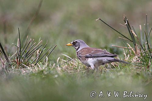 Kwiczoł Turdus pilaris) na łące