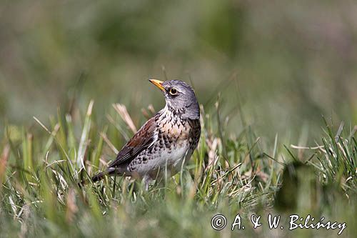 Kwiczoł Turdus pilaris) na łące