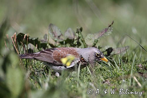Kwiczoł Turdus pilaris) na łące