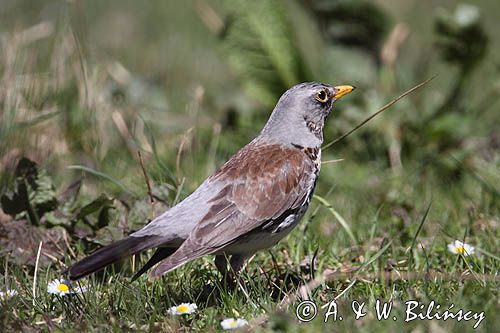 Kwiczoł Turdus pilaris) na łące