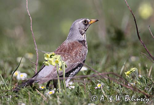 Kwiczoł Turdus pilaris) na łące