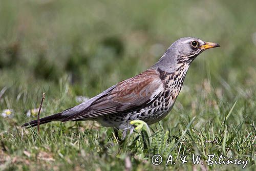 Kwiczoł Turdus pilaris) na łące