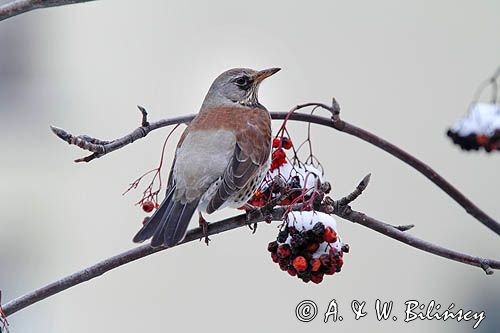 Kwiczoł, Turdus pilaris, zimą