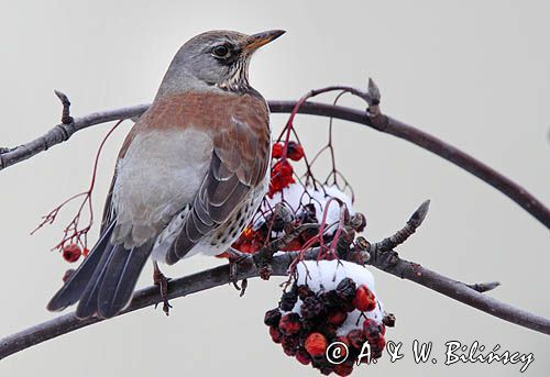 Kwiczoł, Turdus pilaris, zimą