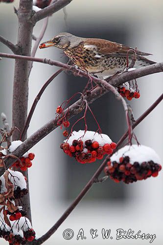 Kwiczoł, Turdus pilaris, zimą