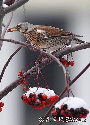 Kwiczoł, Turdus pilaris, zimą