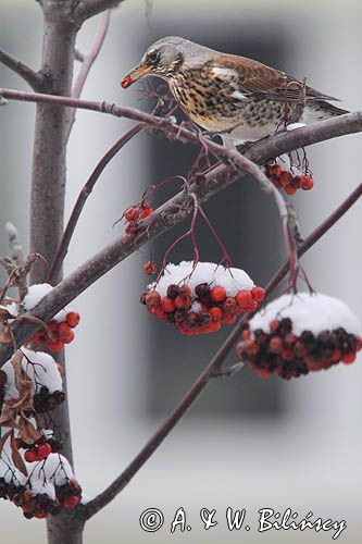 Kwiczoł, Turdus pilaris, zimą