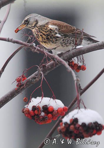 Kwiczoł, Turdus pilaris, zimą