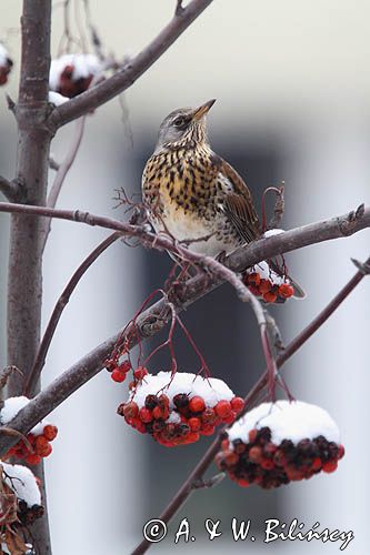 Kwiczoł, Turdus pilaris, zimą