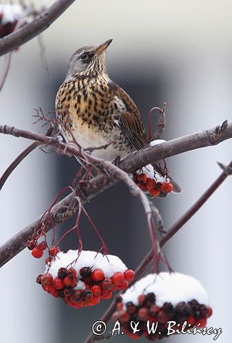 Kwiczoł, Turdus pilaris, zimą