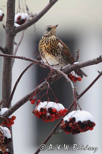 Kwiczoł, Turdus pilaris, zimą