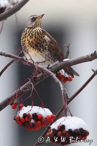 Kwiczoł, Turdus pilaris, zimą