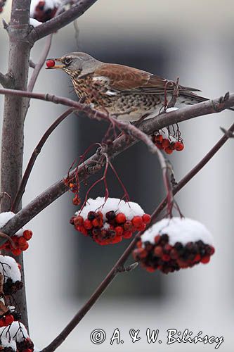 Kwiczoł, Turdus pilaris, zimą