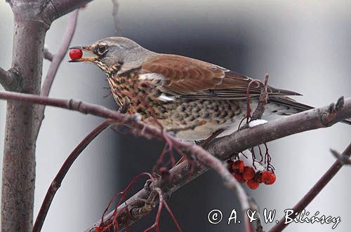 Kwiczoł, Turdus pilaris, zimą