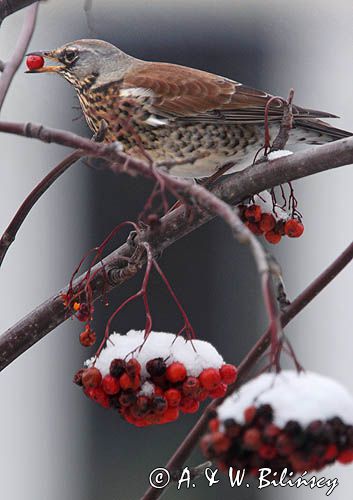 Kwiczoł, Turdus pilaris, zimą