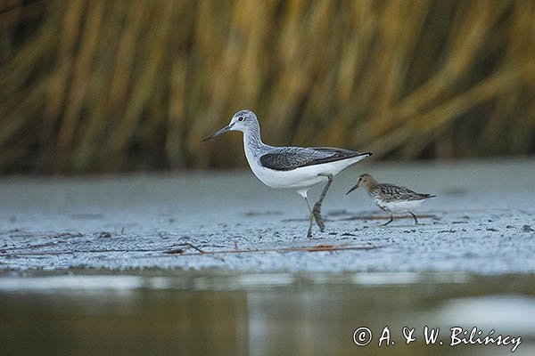 Kwokacz, brodziec kwokacz, Tringa nebularia, Biegus zmienny, Calidris alpina