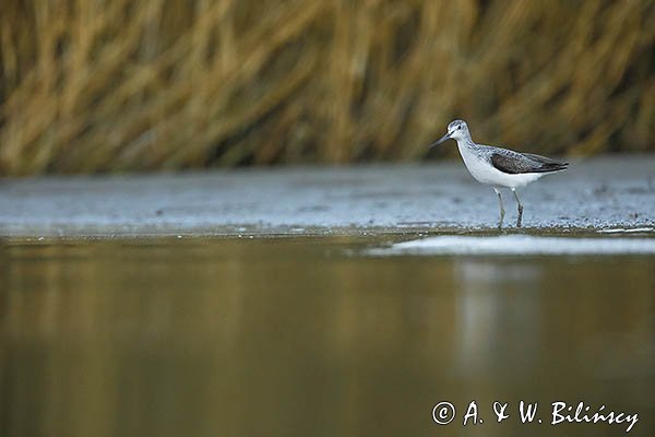 Kwokacz, brodziec kwokacz, Tringa nebularia