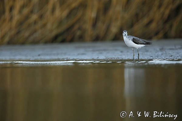 Kwokacz, brodziec kwokacz, Tringa nebularia, Biegus zmienny, Calidris alpina