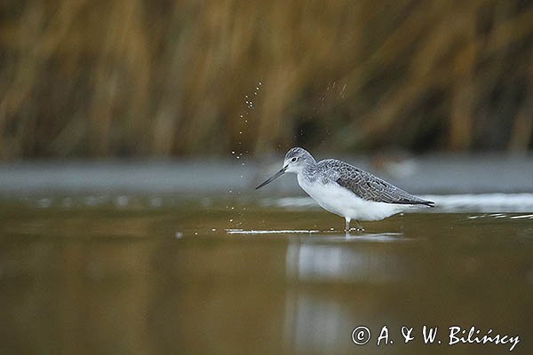 Kwokacz, brodziec kwokacz, Tringa nebularia, Biegus zmienny, Calidris alpina