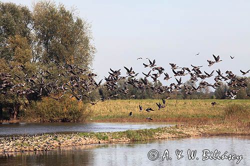 jesienne przeloty gęsi i czajek, rzeka Łaba, Elbe, Dolna Saksonia, Niemcy