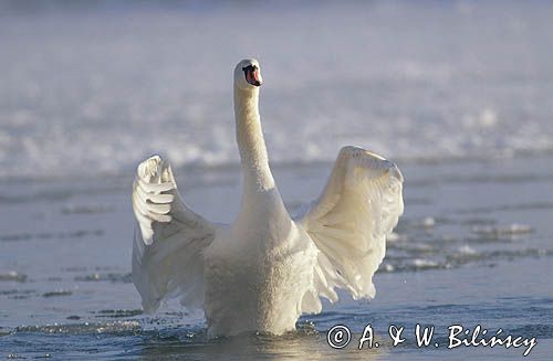 Łabędź niemy Cygnus olor)